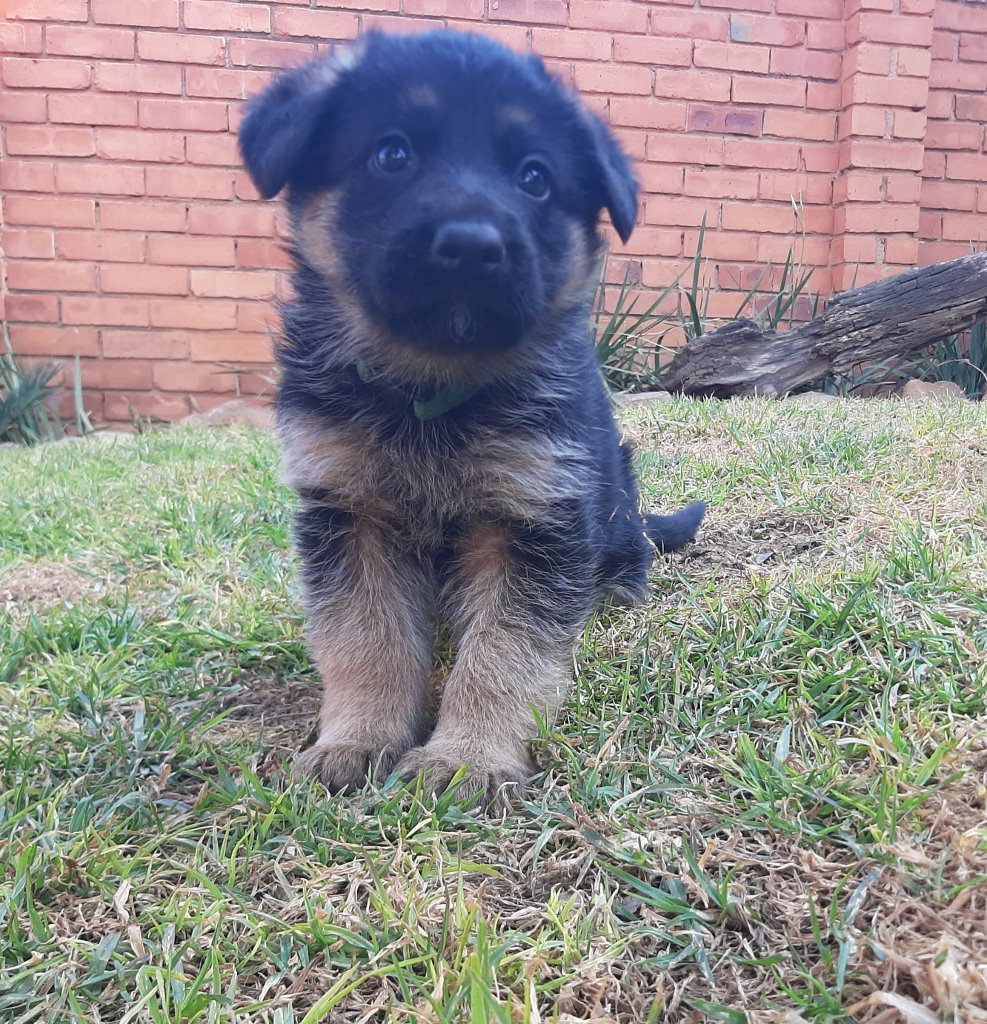 German Shepherd — BRICKS