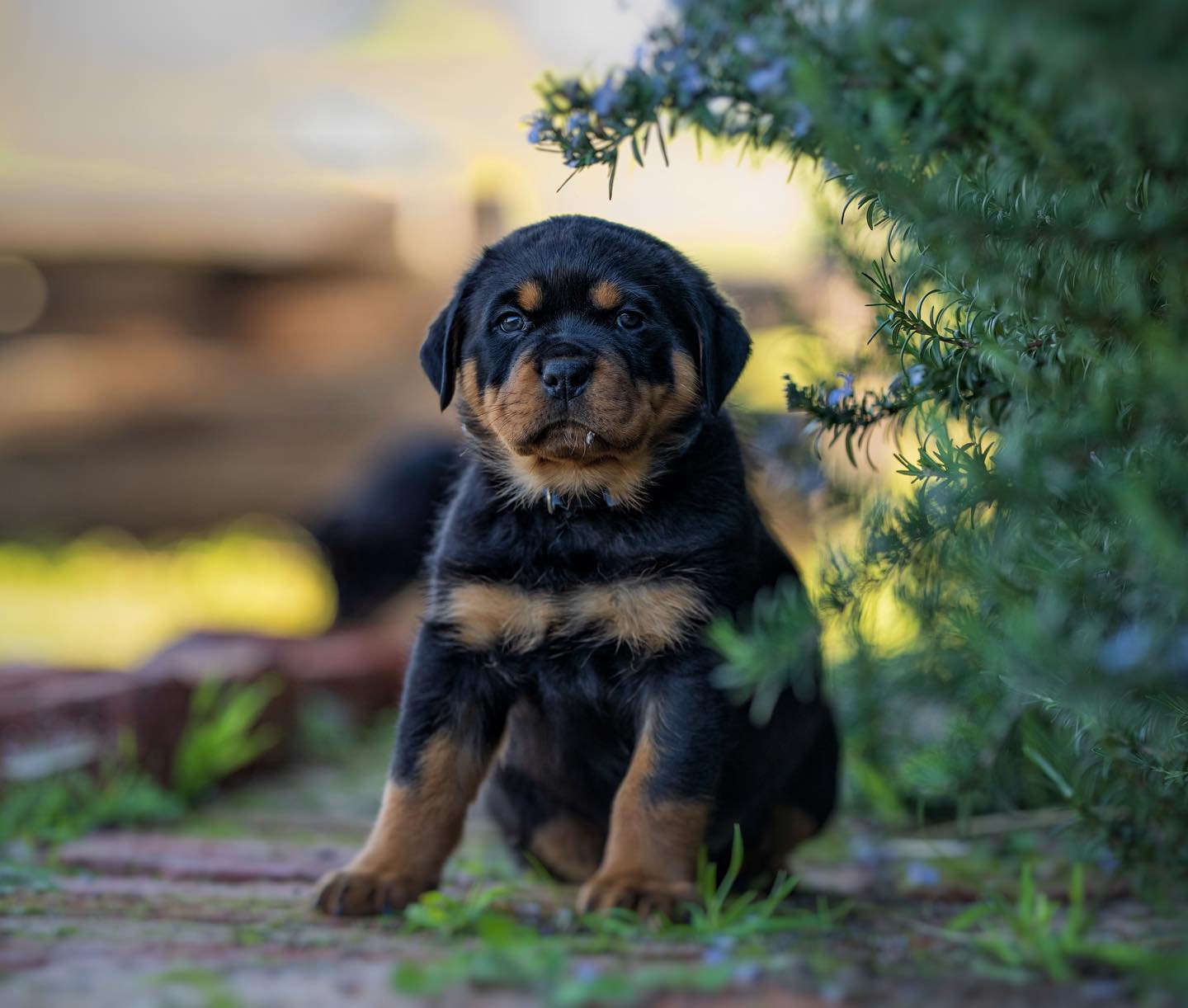 Rottweiler — CARROT