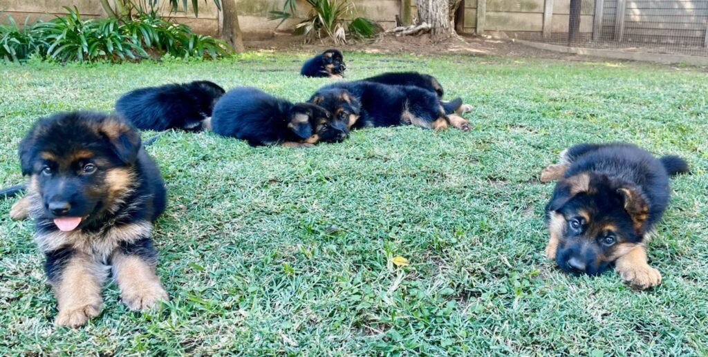 Guard Dog Puppies - Gallery 12