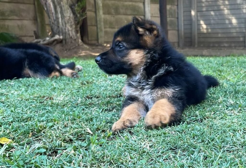 Guard Dog Puppies - Gallery 13