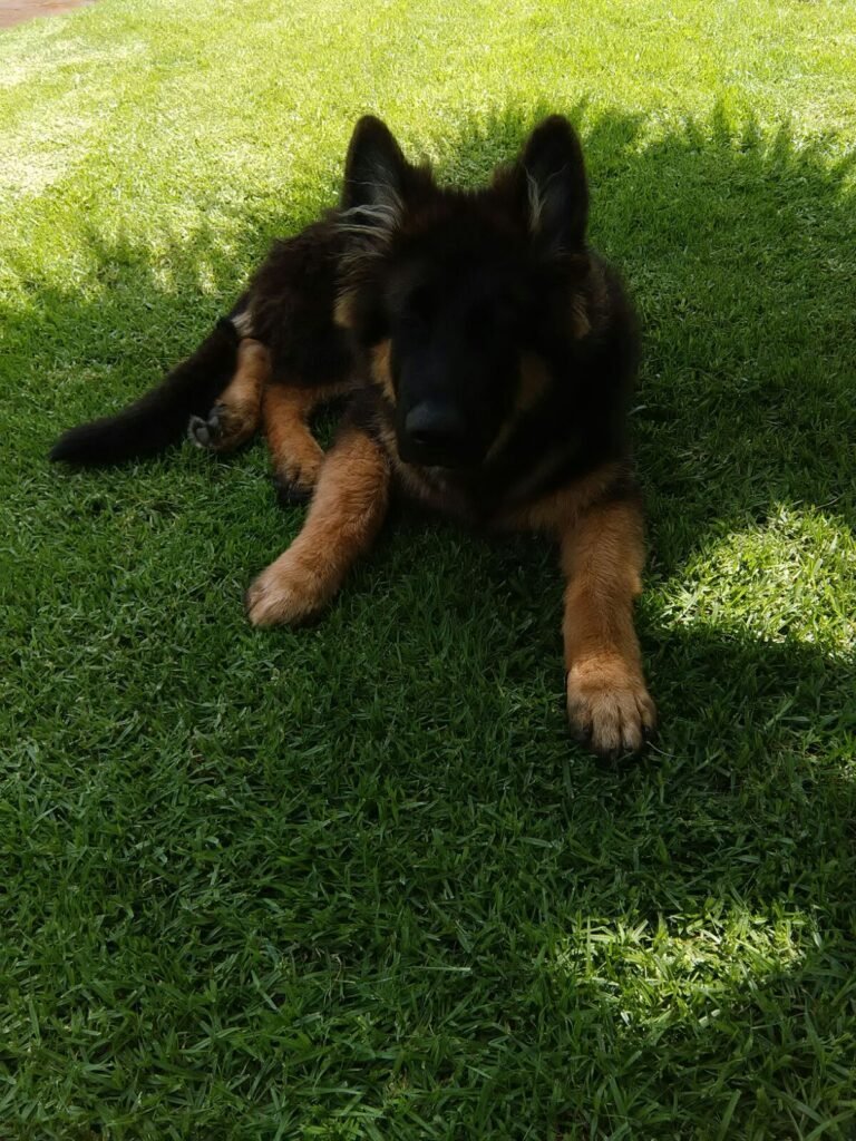 Guard Dog Puppies - Gallery 20