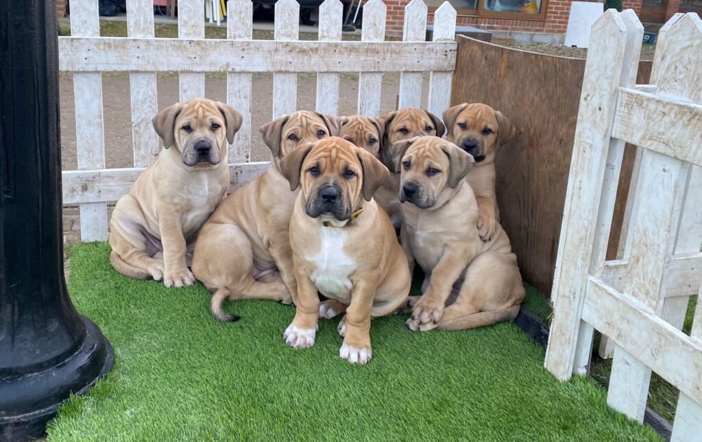 Guard Dog Puppies - Gallery 21