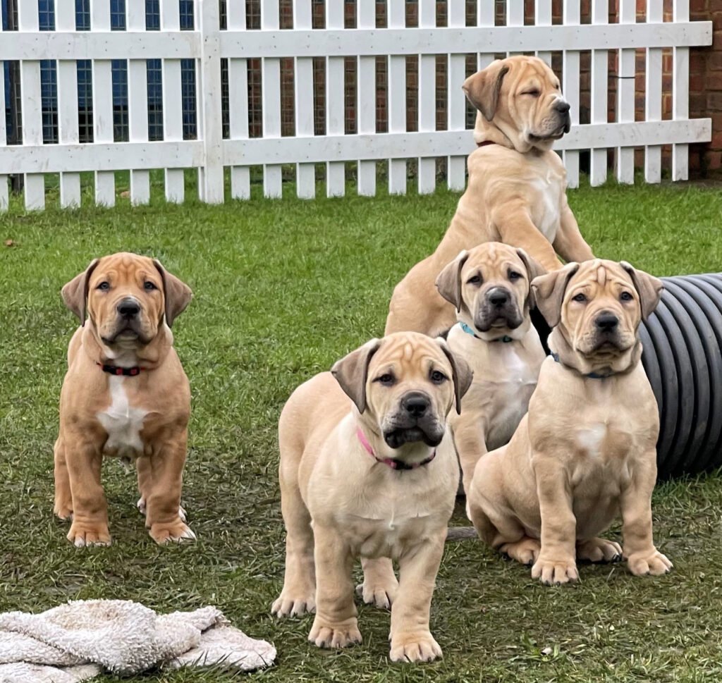 Guard Dog Puppies - Gallery 22