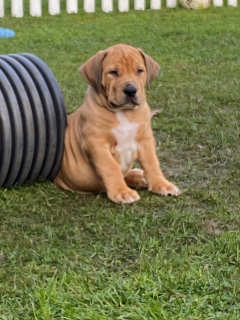 Guard Dog Puppies - Gallery 26