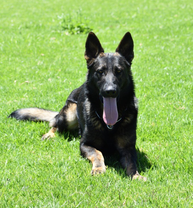 Kilroy von Wohlstein "Kilroy" - photo 2