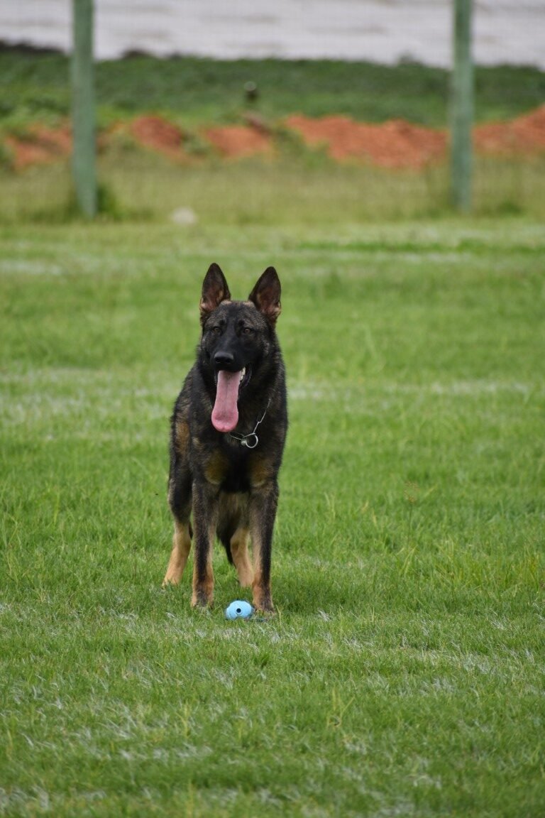Kilroy von Wohlstein "Kilroy" - photo 3