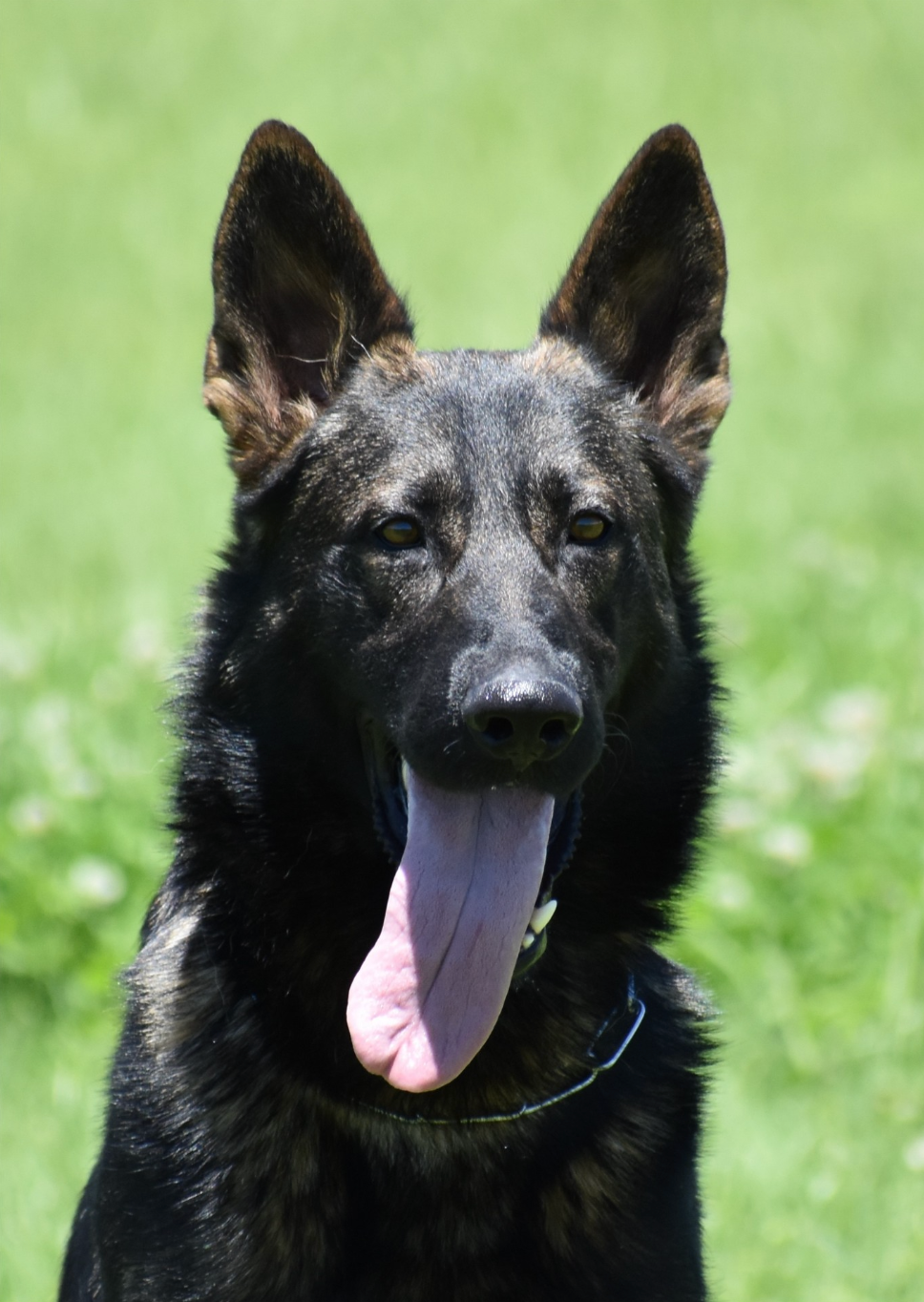 Kilroy von Wohlstein "Kilroy" - photo 1