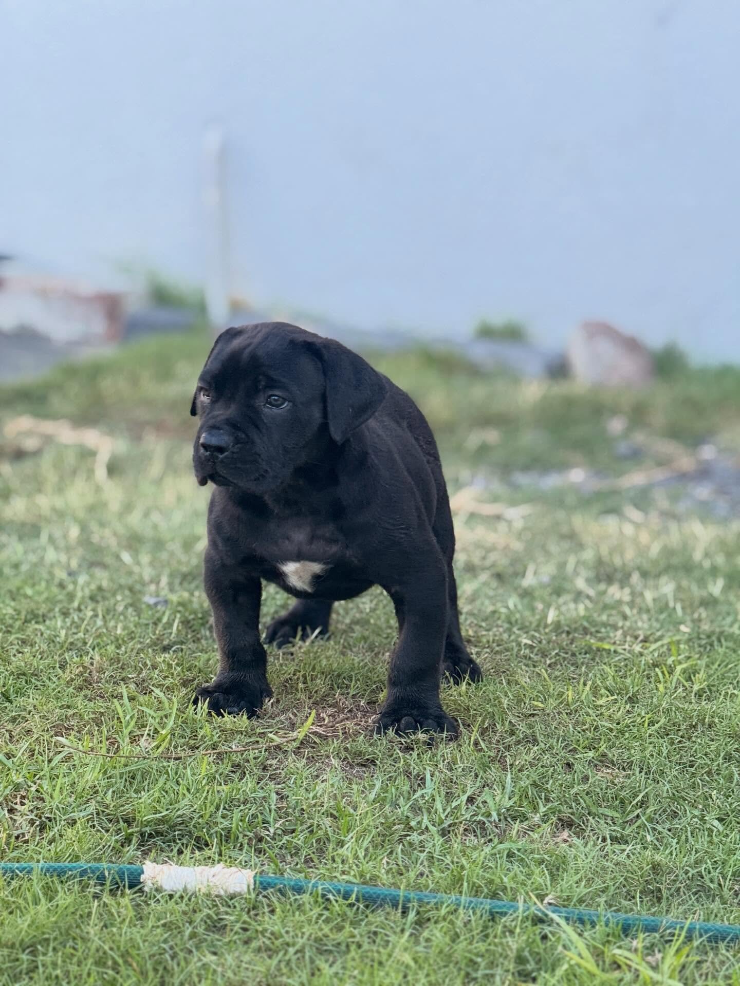 Boerboel — KIWI
