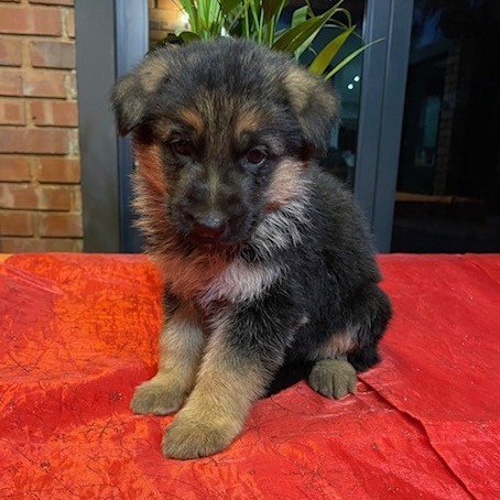 German Shepherd — MINKS