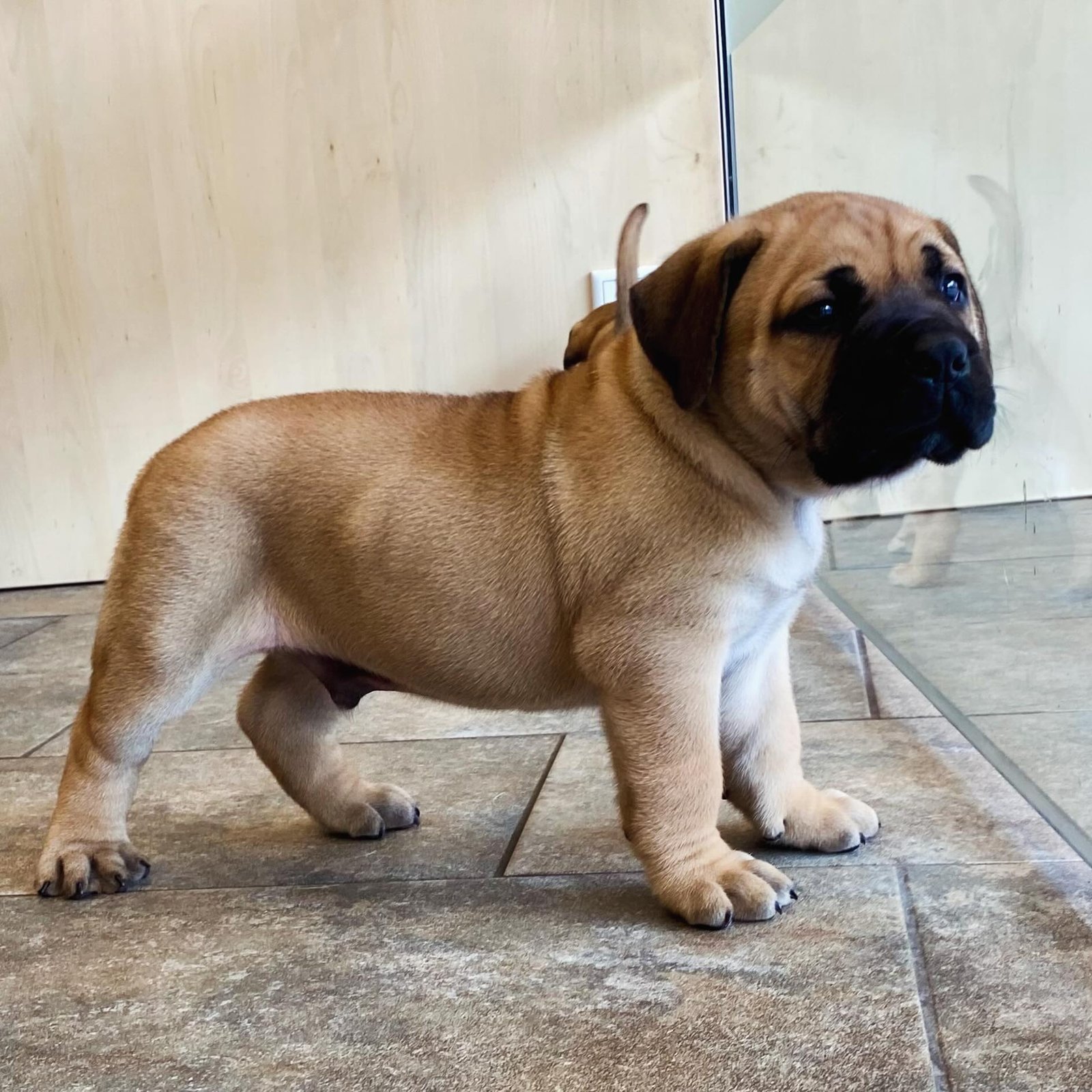 Boerboel — PADOX