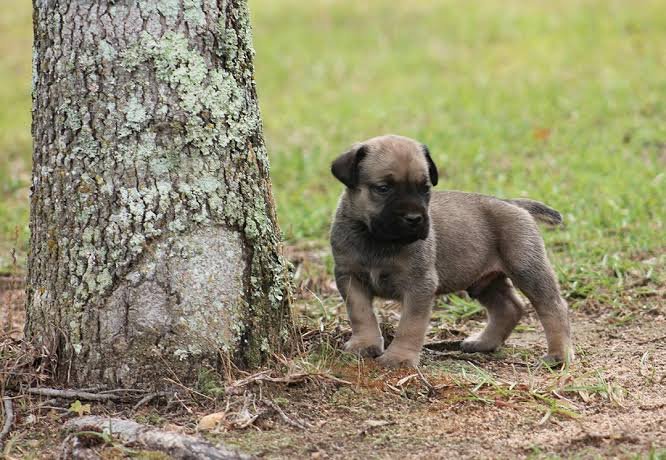 Puppy arriving at its new home - replace with your photo