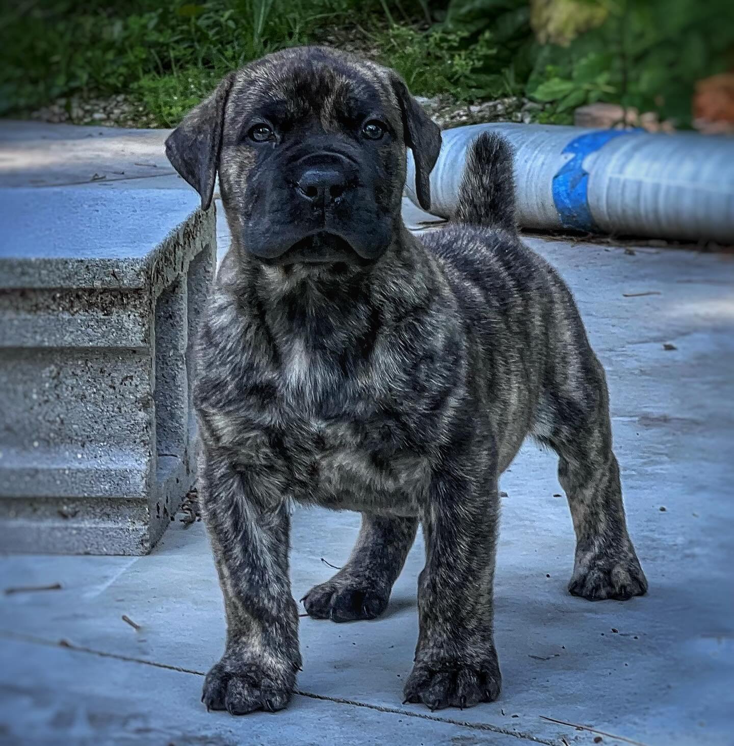 Boerboel — RINA