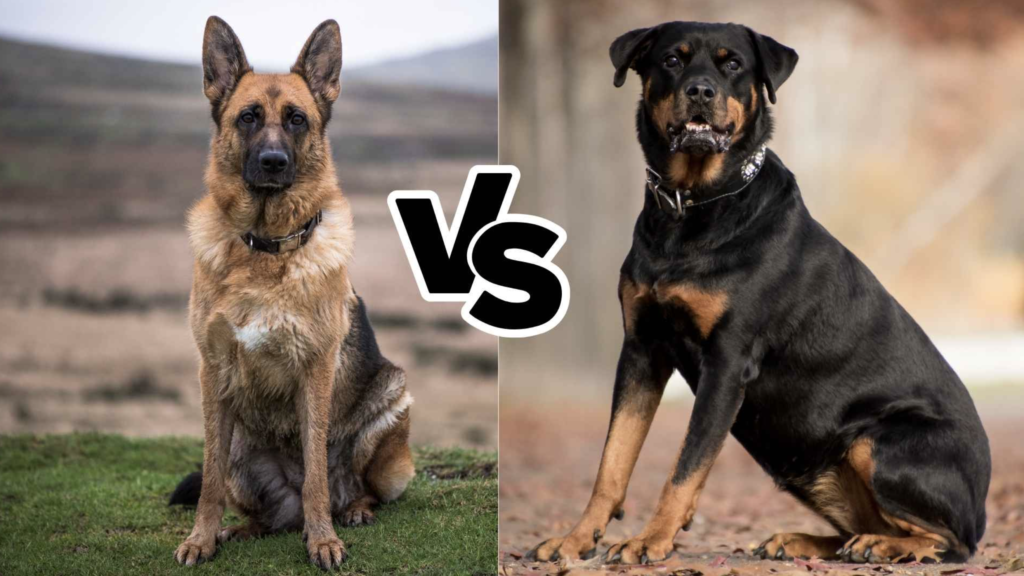 Rottweiler, Boerboel and German Shepherd comparison