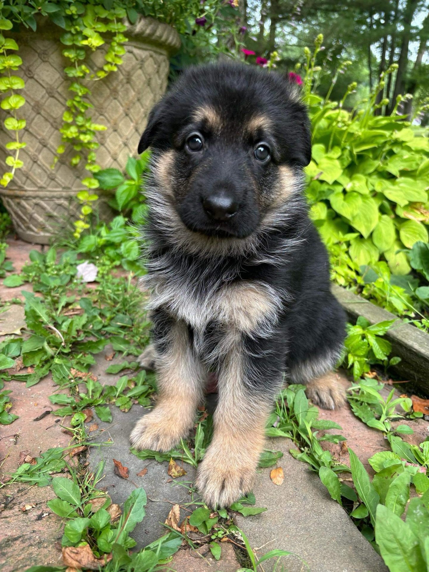 Contact our dog breeder in South Africa - Guard Dog Puppies