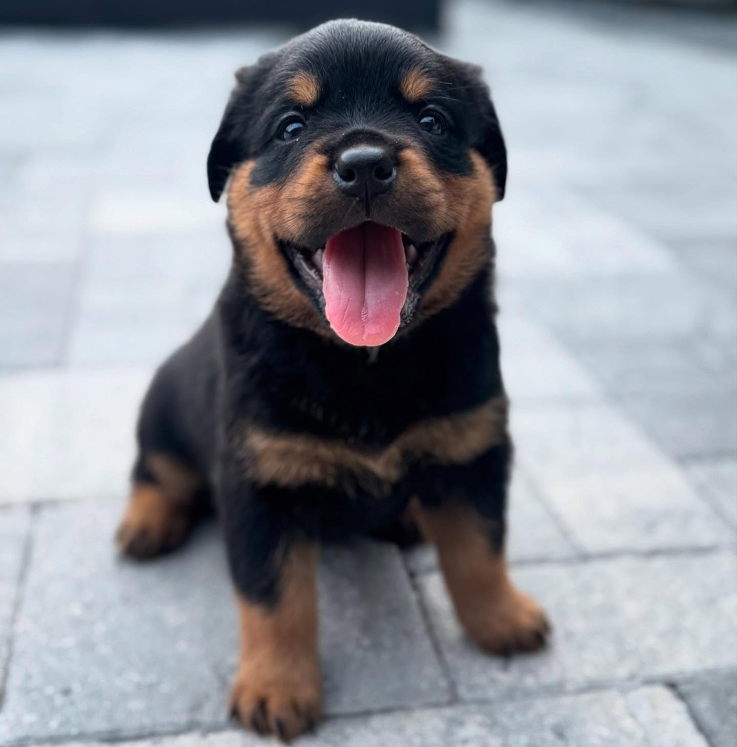 Rottweiler — ZAIRE