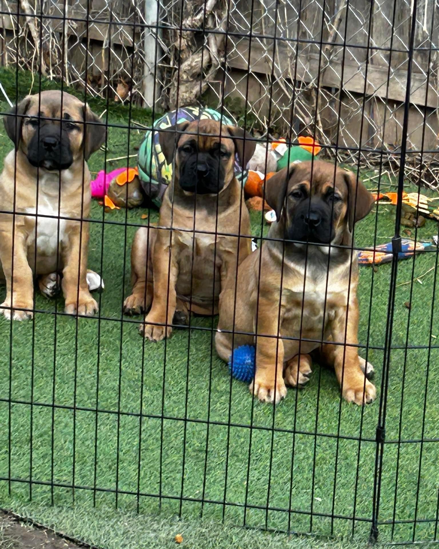 Past Boerboel puppy 5 raised by Guard Dog Puppies in South Africa