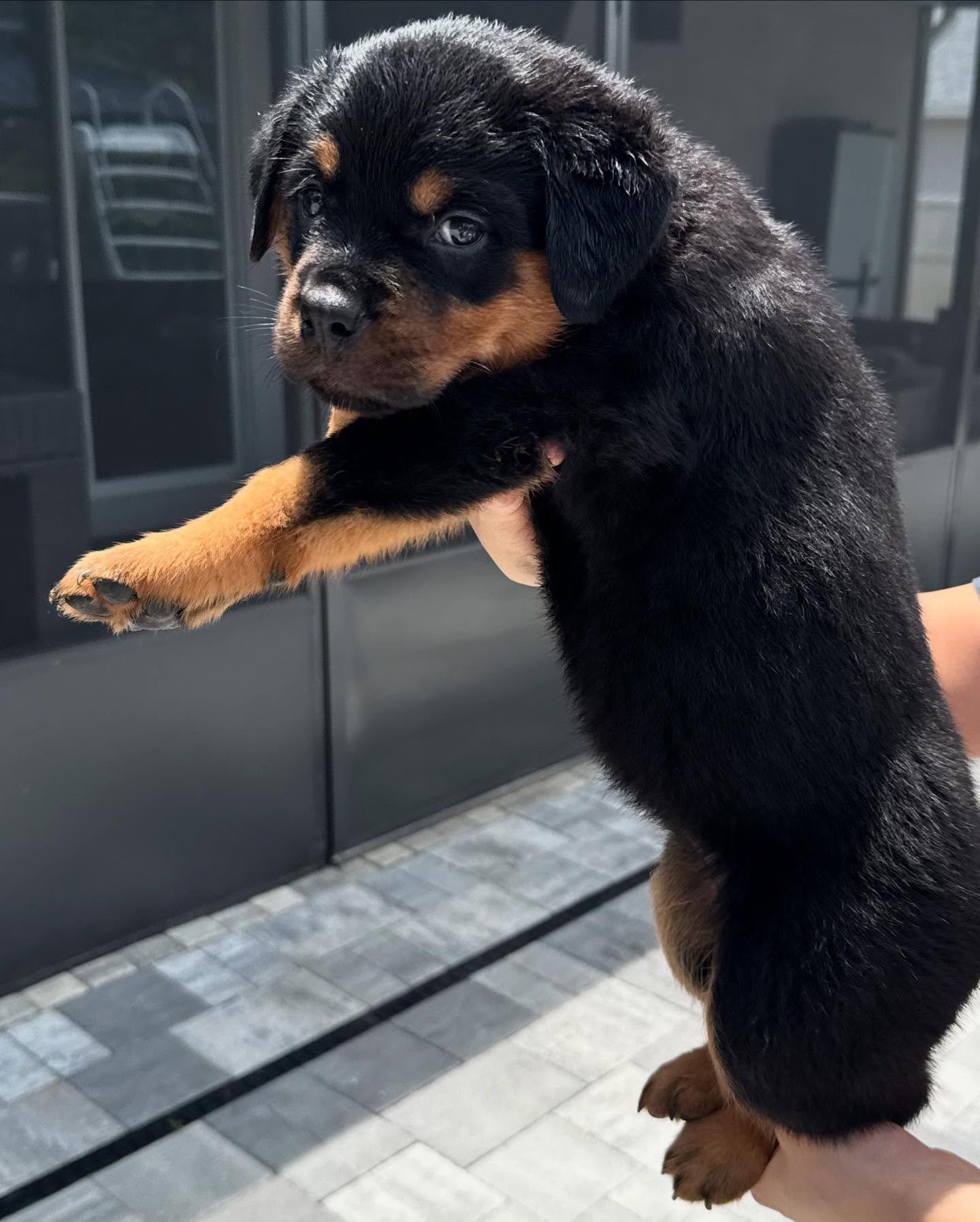 Past Rottweiler puppy 1 raised by Guard Dog Puppies in South Africa