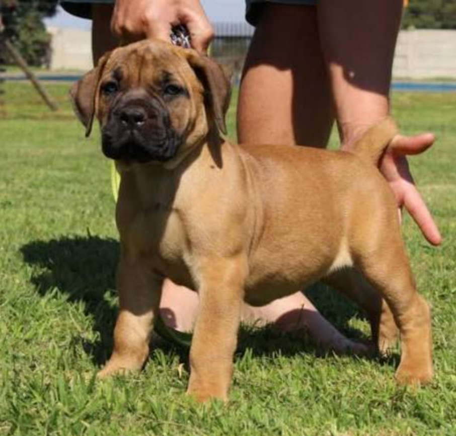 Past Boerboel puppy 10 raised by Guard Dog Puppies in South Africa