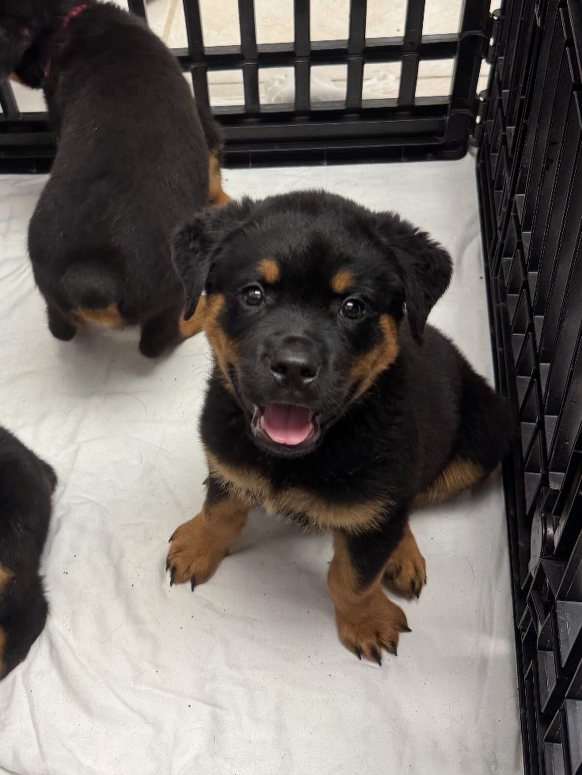 Past Rottweiler puppy 2 raised by Guard Dog Puppies in South Africa