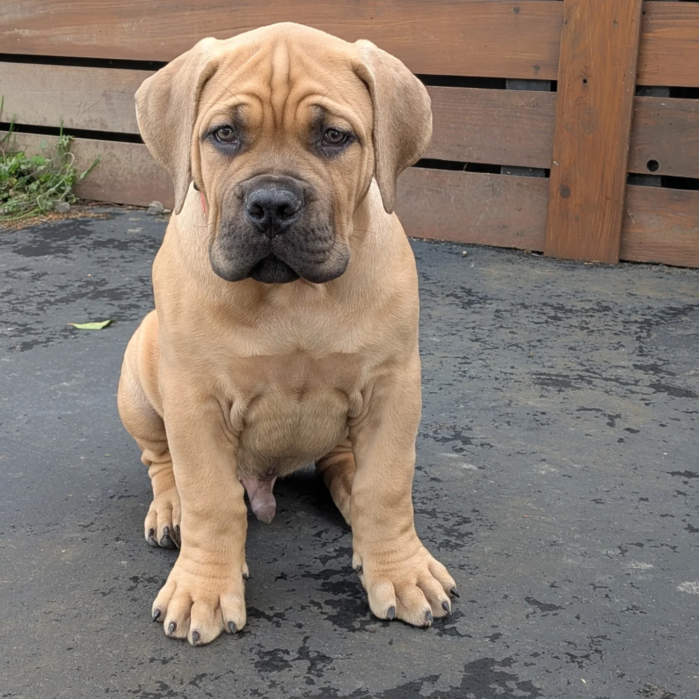 Past Boerboel puppy 1 raised by Guard Dog Puppies in South Africa
