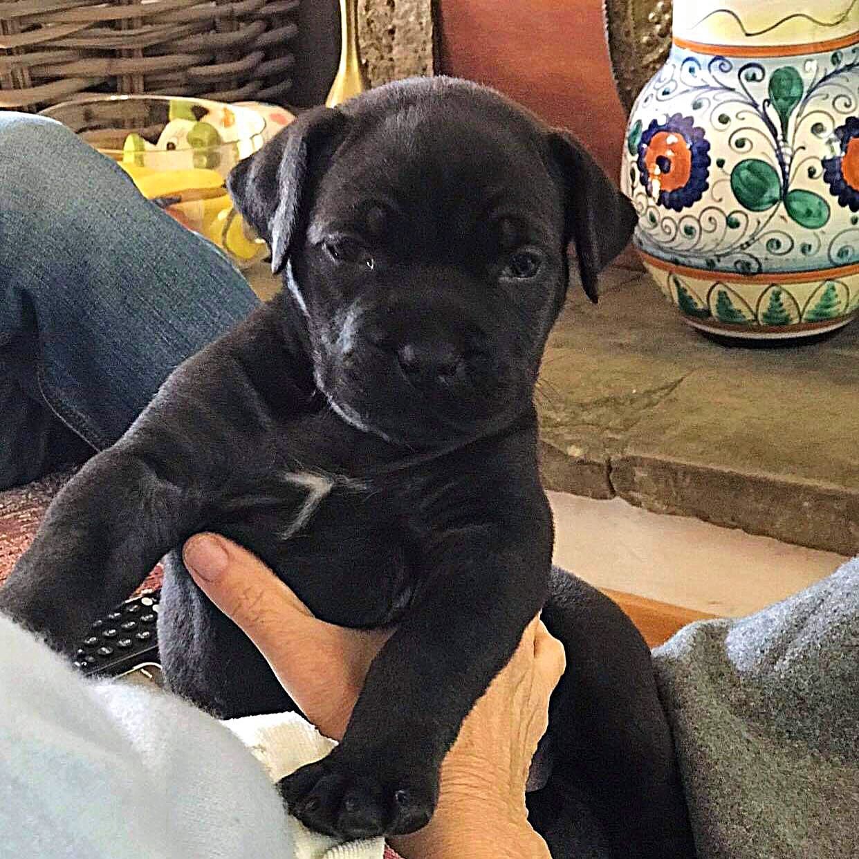 Past Boerboel puppy 2 raised by Guard Dog Puppies in South Africa