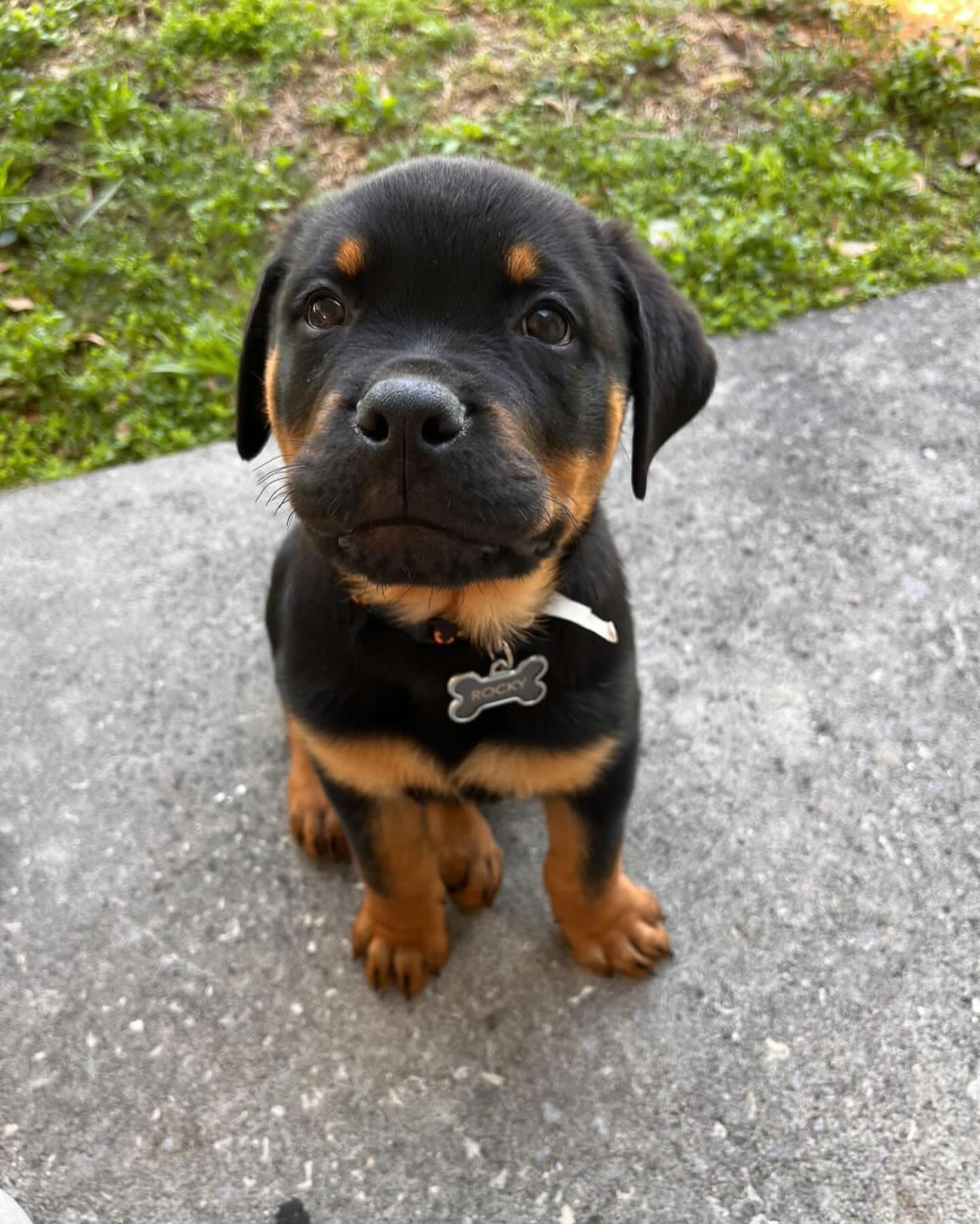 Past Rottweiler puppy 3 raised by Guard Dog Puppies in South Africa