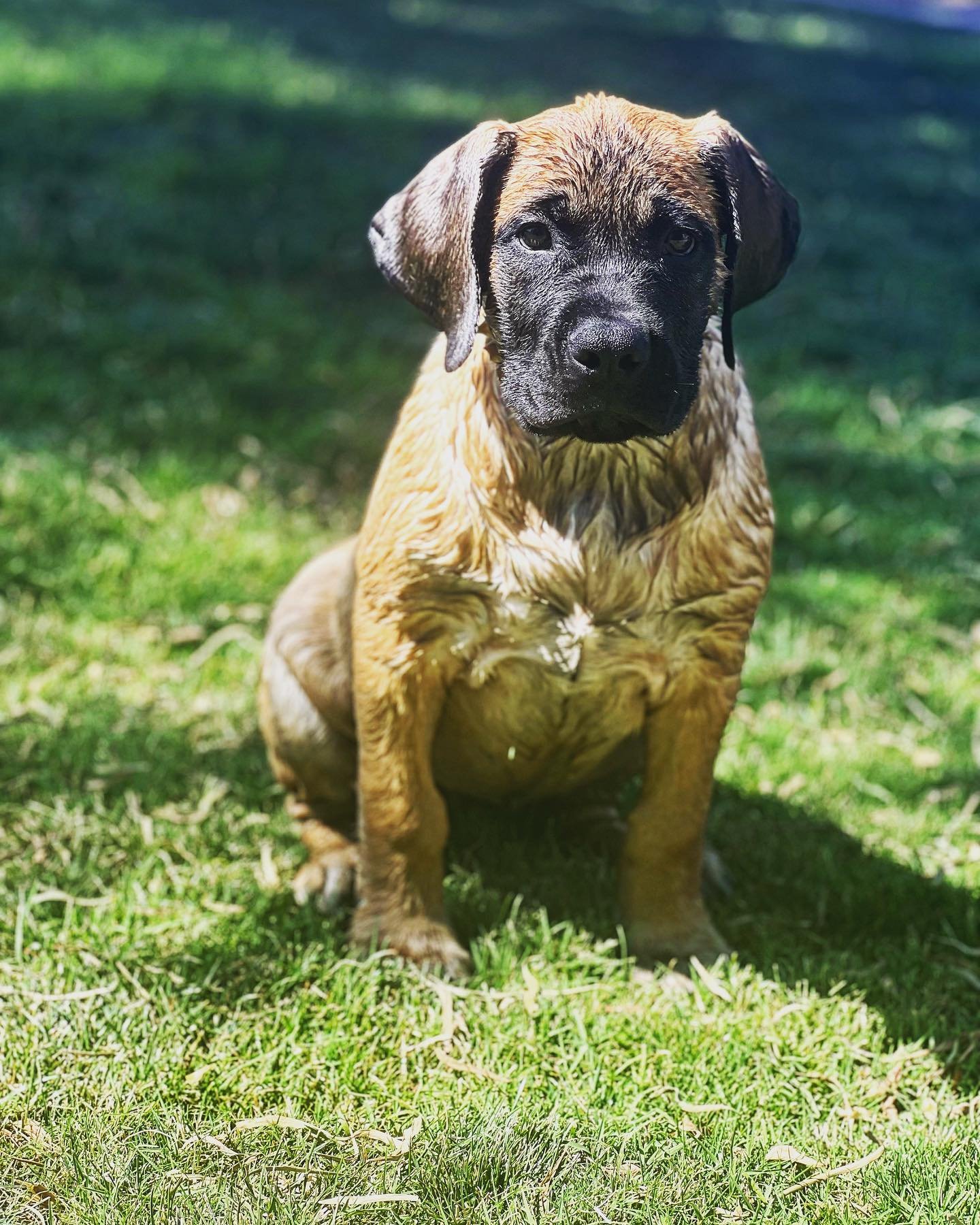 Past Boerboel puppy 3 raised by Guard Dog Puppies in South Africa