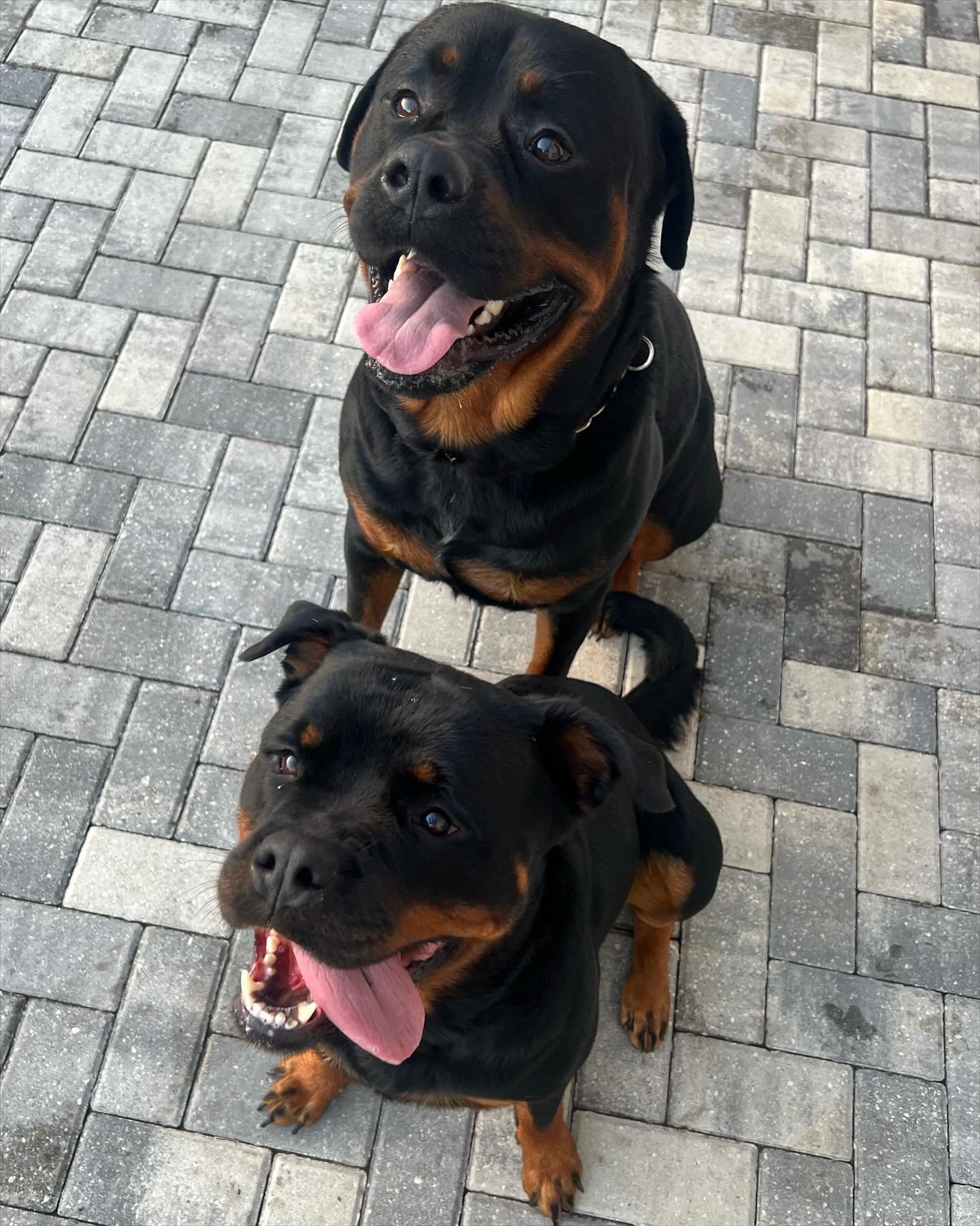 Past Rottweiler puppy 4 raised by Guard Dog Puppies in South Africa