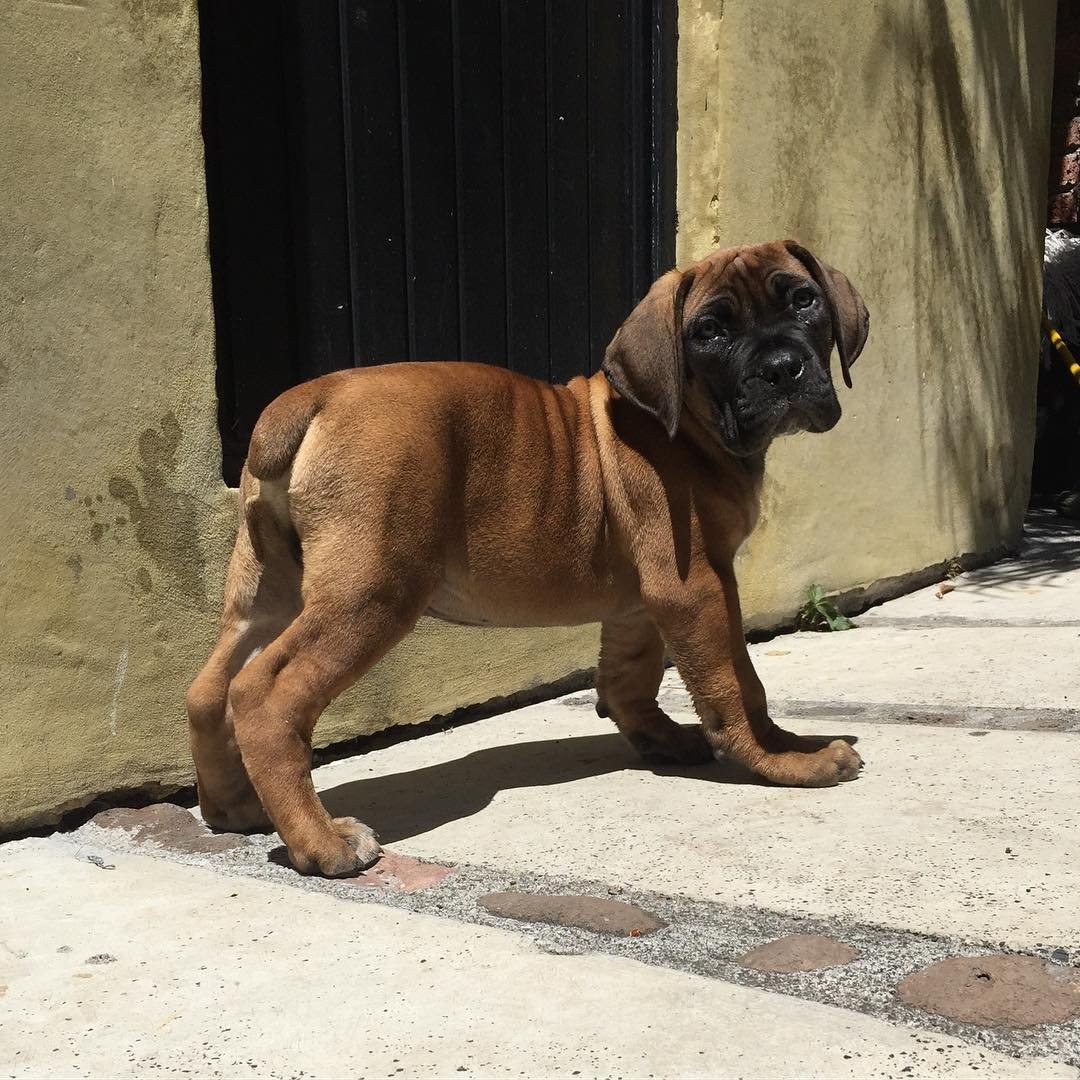Past Boerboel puppy 4 raised by Guard Dog Puppies in South Africa