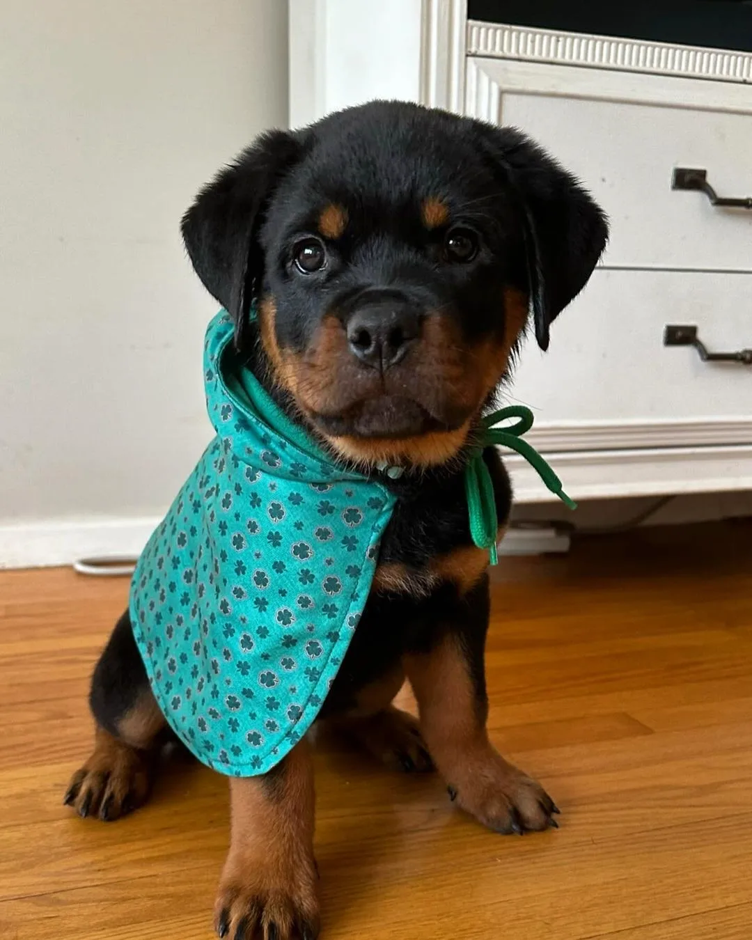 Past Rottweiler puppy 8 raised by Guard Dog Puppies in South Africa