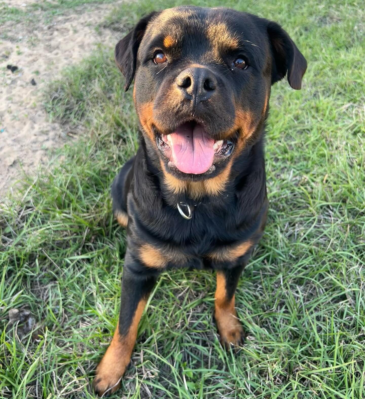 Past Rottweiler puppy 7 raised by Guard Dog Puppies in South Africa