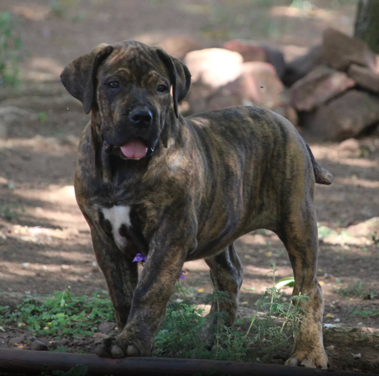 Past Boerboel puppy 6 raised by Guard Dog Puppies in South Africa