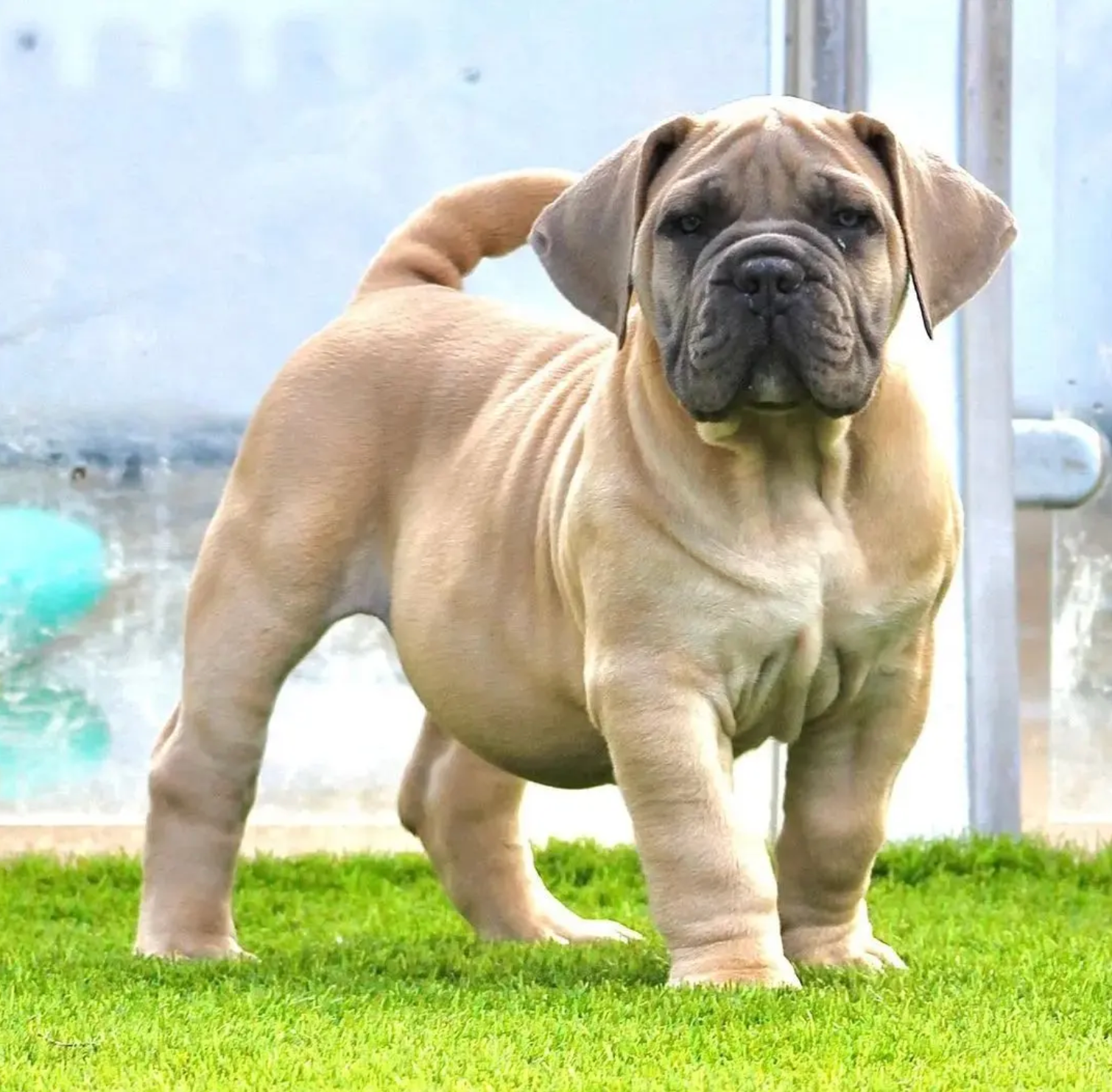Past Boerboel puppy 8 raised by Guard Dog Puppies in South Africa