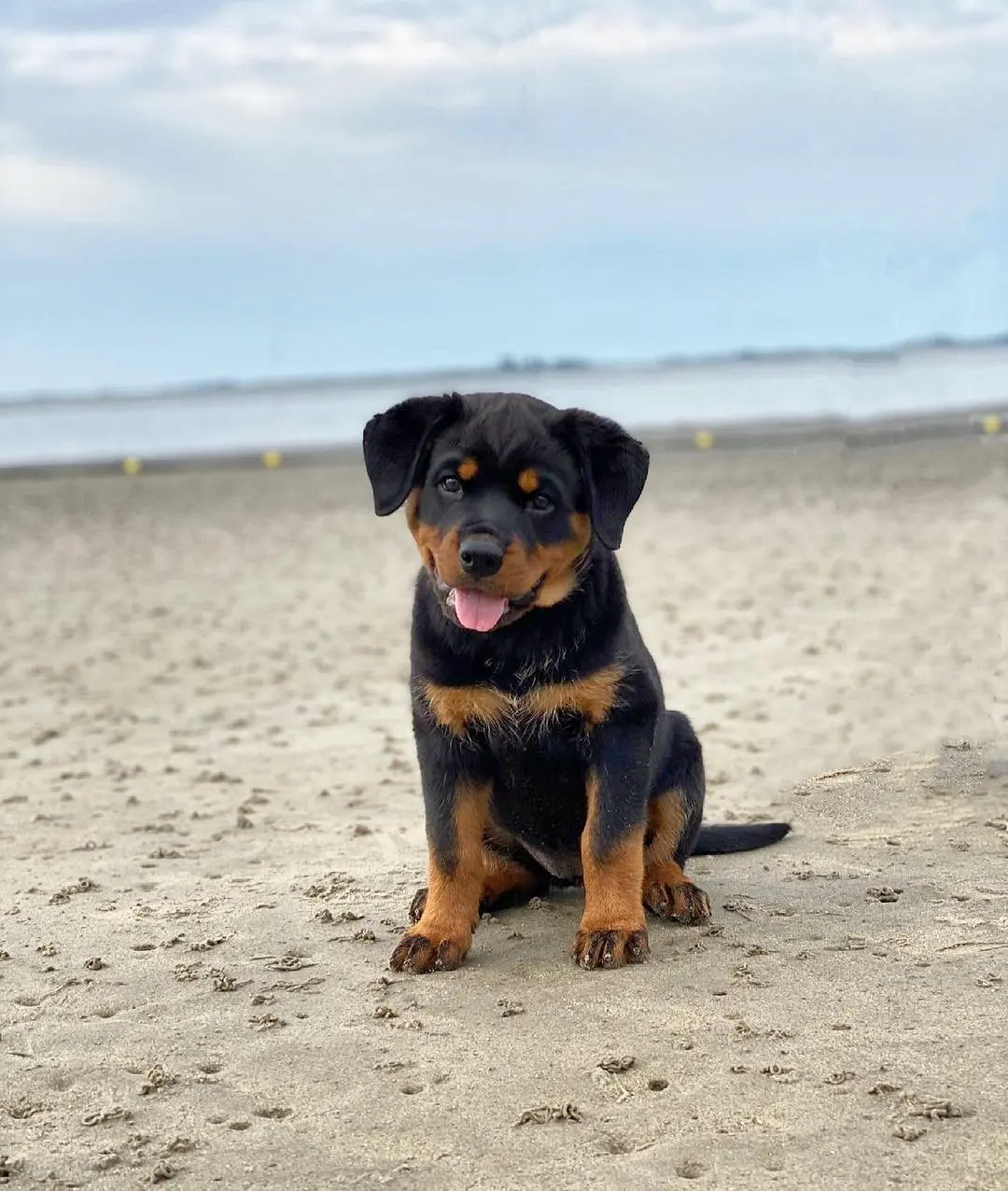 Past Rottweiler puppy 5 raised by Guard Dog Puppies in South Africa