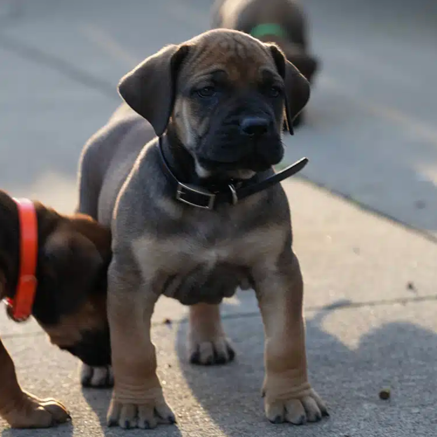 Past Boerboel puppy 7 raised by Guard Dog Puppies in South Africa