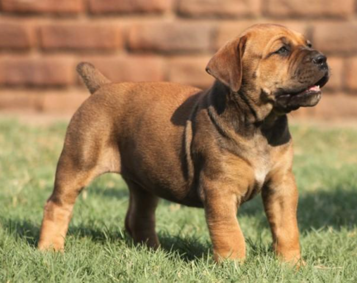Past Boerboel puppy 9 raised by Guard Dog Puppies in South Africa
