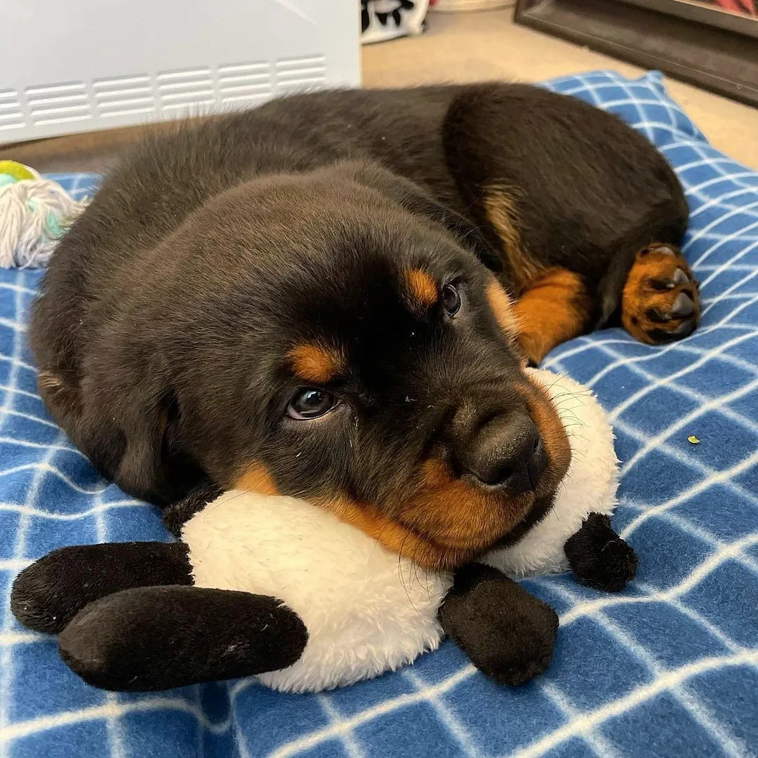 Past Rottweiler puppy 9 raised by Guard Dog Puppies in South Africa