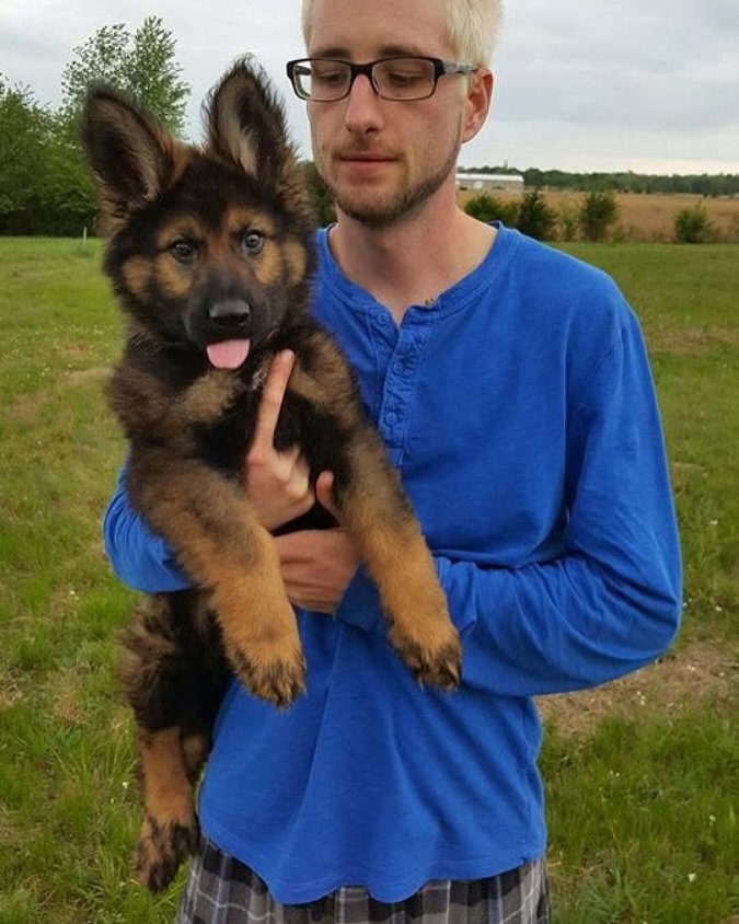 Past German Shepherd puppy 5 raised by Guard Dog Puppies in South Africa