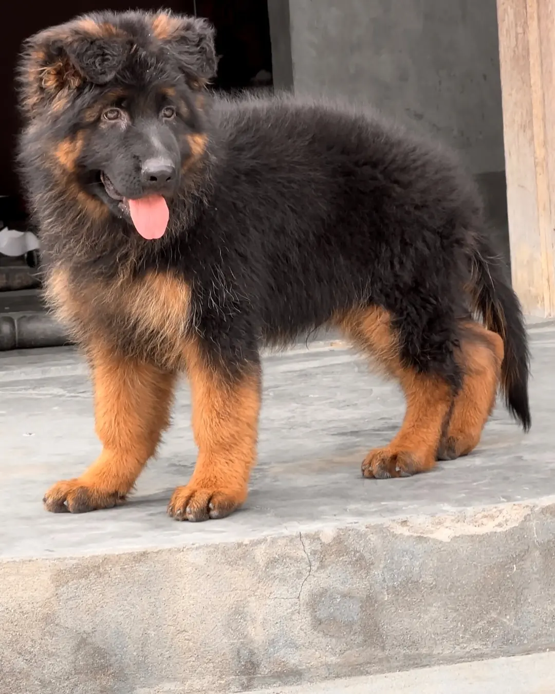 Past German Shepherd puppy 1 raised by Guard Dog Puppies in South Africa