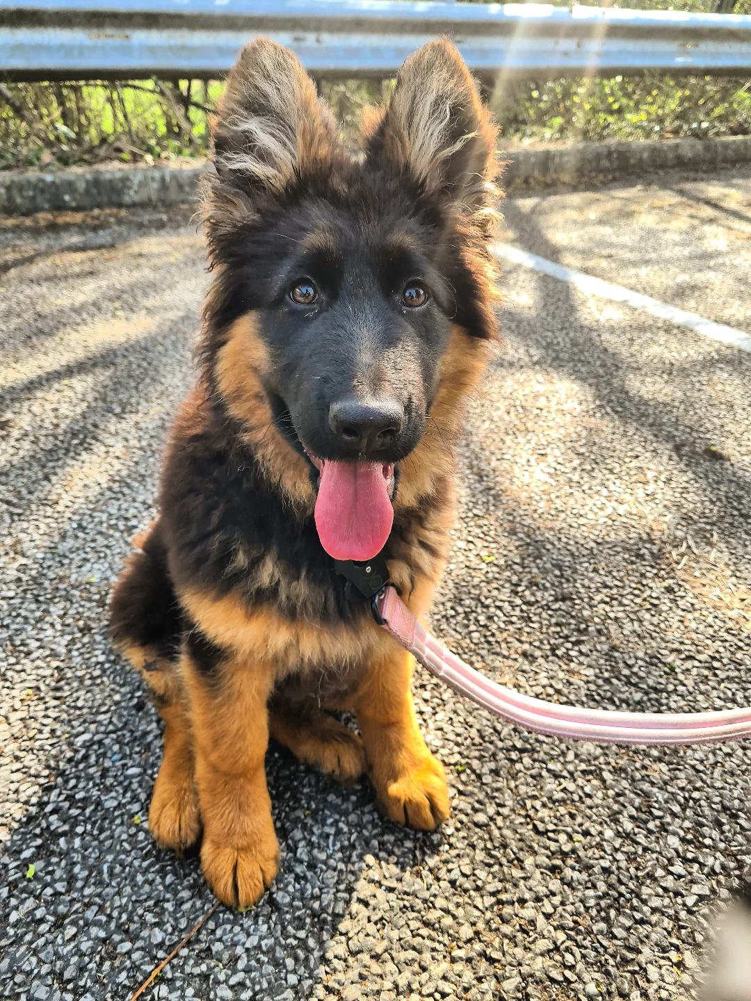 Past German Shepherd puppy 2 raised by Guard Dog Puppies in South Africa