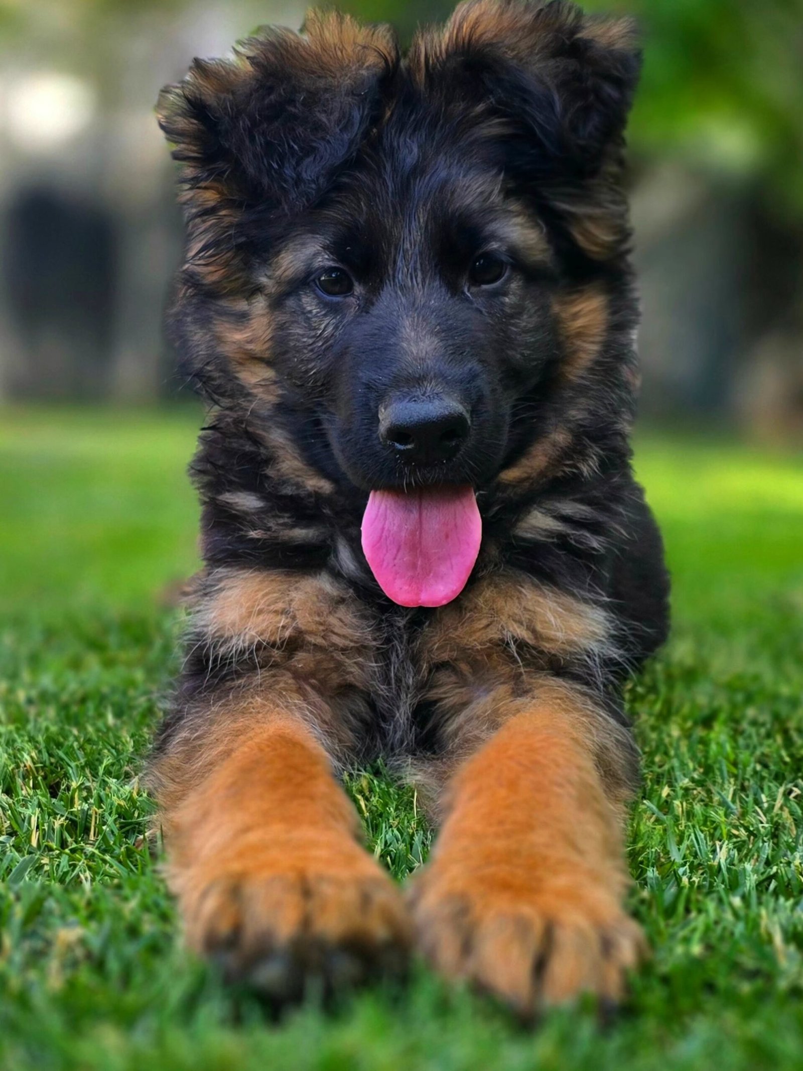Past German Shepherd puppy 3 raised by Guard Dog Puppies in South Africa