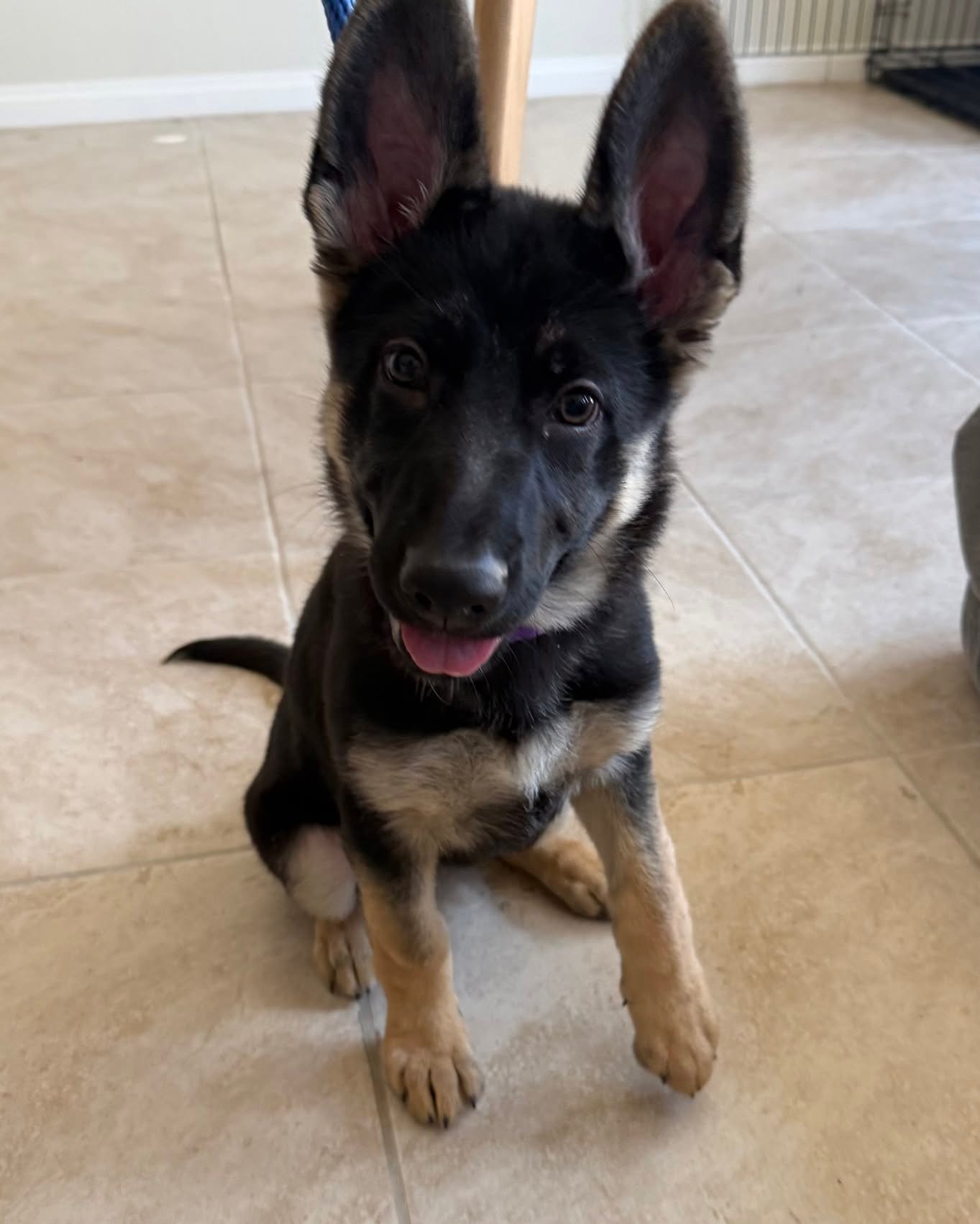 Past German Shepherd puppy 4 raised by Guard Dog Puppies in South Africa