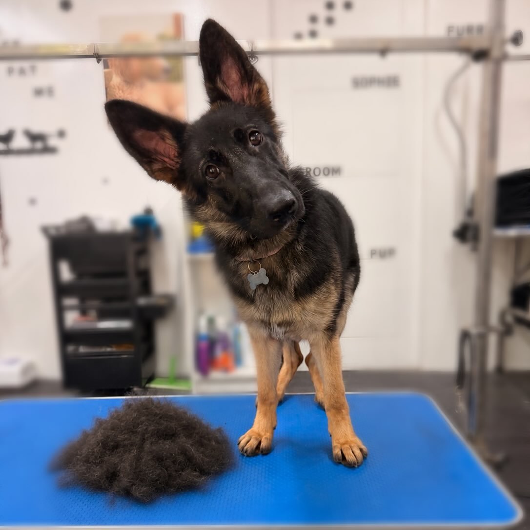 Past German Shepherd puppy 6 raised by Guard Dog Puppies in South Africa