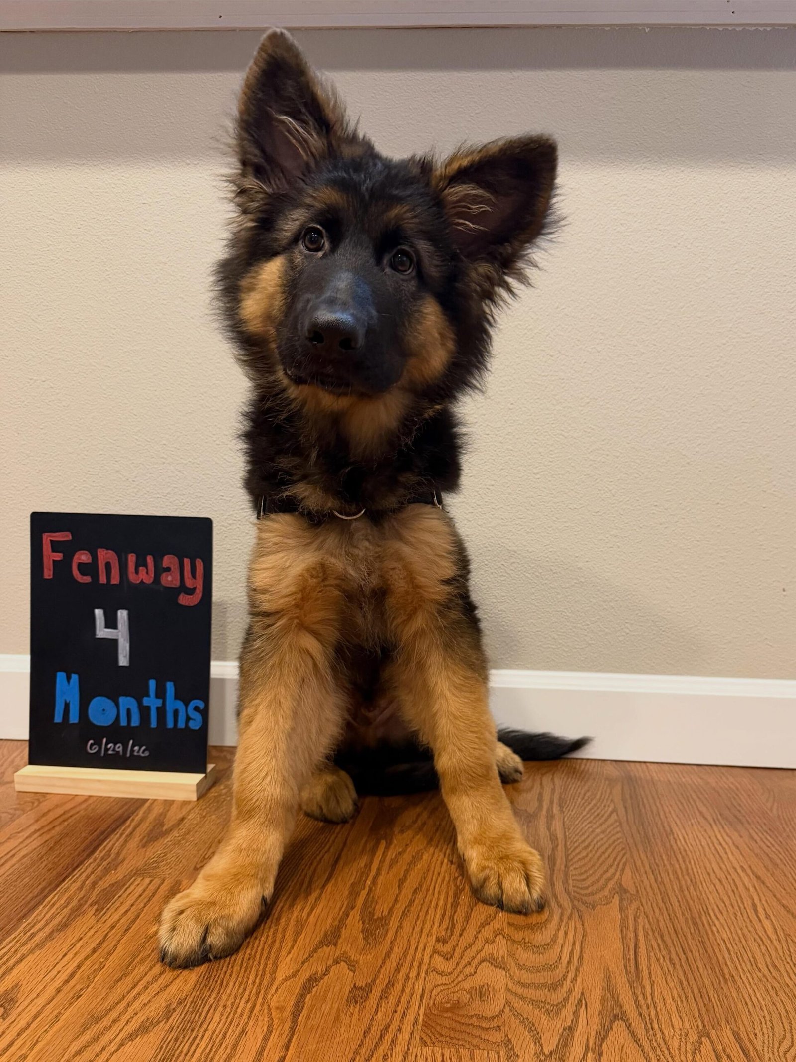 Past German Shepherd puppy 7 raised by Guard Dog Puppies in South Africa