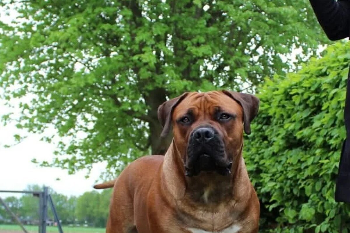 Boerboel puppies bred at Guard Dog Puppies, Kimberley