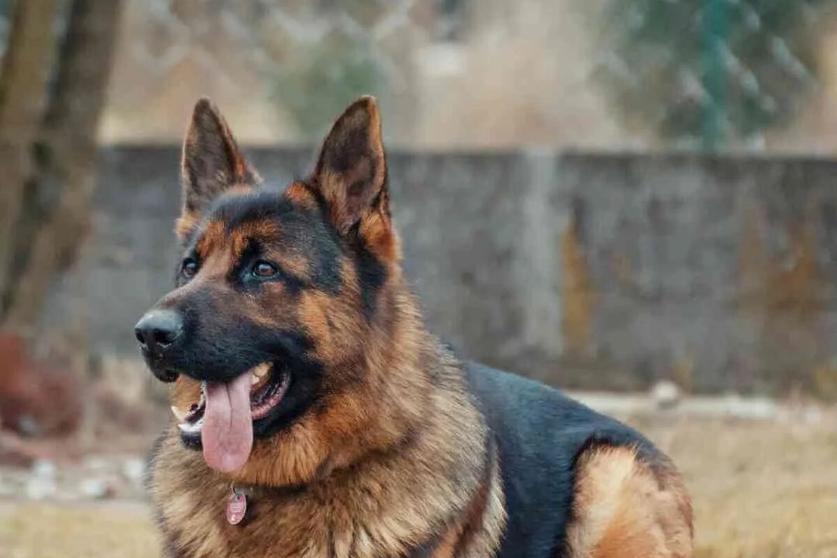 German Shepherd puppies bred at Guard Dog Puppies, Kimberley