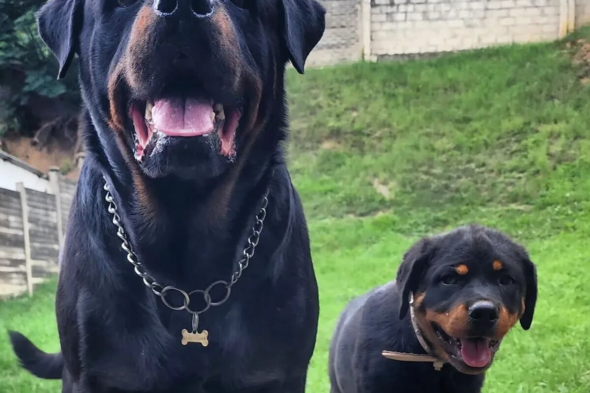 Rottweiler puppies bred at Guard Dog Puppies, Kimberley