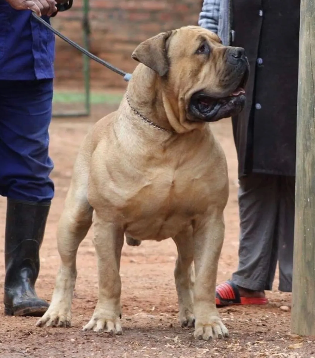 Klein Sandfontein Guiness - photo 1