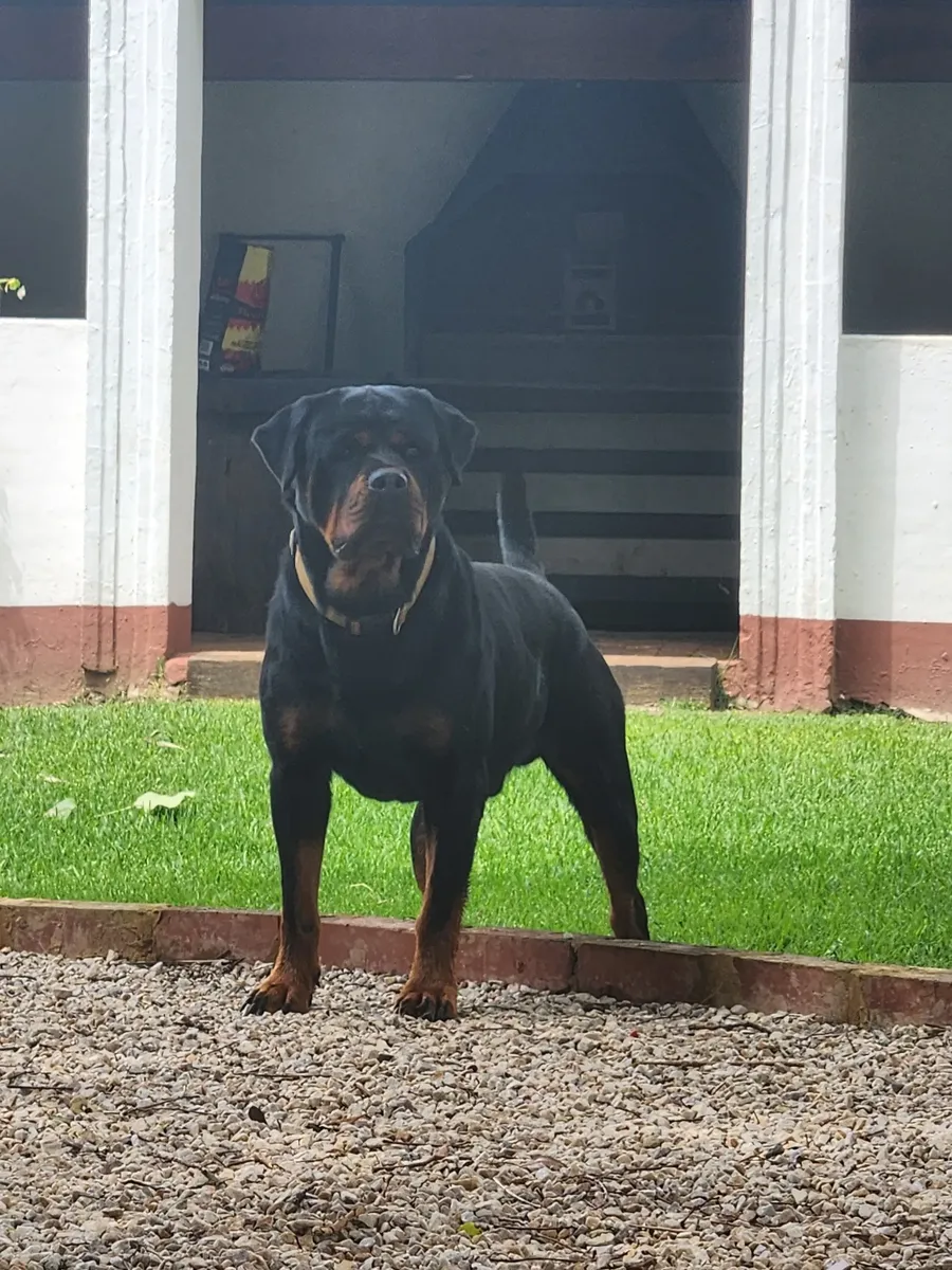 Quincy Of Stjepanic House Of Vom Heydeheim [Imp Ser] - photo 2
