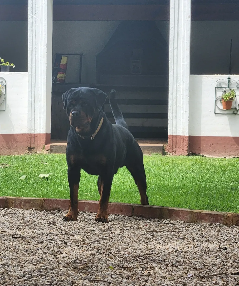 Quincy Of Stjepanic House Of Vom Heydeheim [Imp Ser] - photo 3